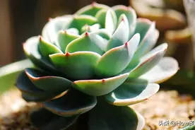 养殖难度为零的多肉植物|如玉亦如蝶—玉蝶多肉（别称石莲花）图片