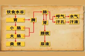 中医：津液的含义都有哪些？分类情况如何？图片