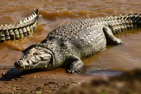 「历史上的今天」1945年缅甸巨鳄吃人，1000余人一夜丧命图片