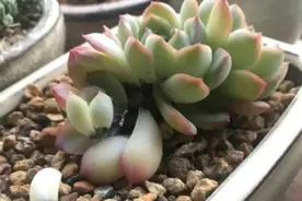 多肉植物一到夏季狂掉叶子？找到原因，轻松度夏，多肉越养越好图片