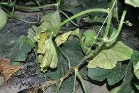 甜瓜植株出现萎蔫咋回事？寻找病因、趁早防治，才能有效解决图片