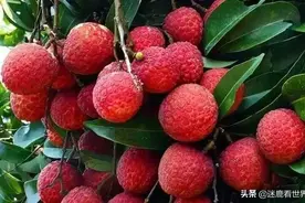 应季水果荔枝，人均30元边摘边吃！广州附近超全摘荔枝地图来了图片