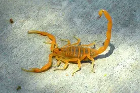 贺兰山蝎子被滥捕，上千人夜间组团“搜刮”，再不保护就会灭绝？图片