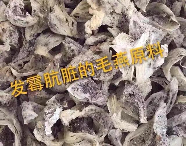 燕窝是什么样子图片 2026年燕窝是什么样子图片大全