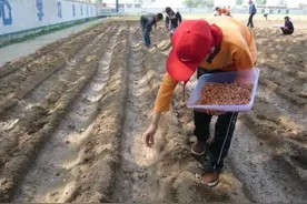 农民点种花生时，为啥在地里放一些空啤酒瓶？三大原因图片