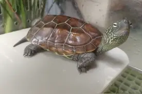 乌龟的启示图片