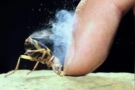 为什么射出100℃高温的屁水，放屁虫自己却没事？西瓜视频科普图片