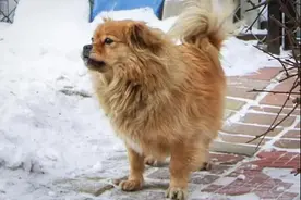 大黄等了老沈5年……图片