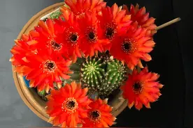 春天养仙人球，养棵黑金刚吧，号称开花劳模，花大美丽，香气馥郁图片