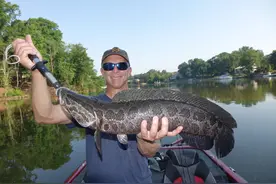 亚洲黑鱼在美国泛滥，最重可达9公斤，下一个“亚洲鲤鱼”？图片