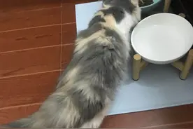 网约车6小时才把小猫送到，猫咪托运究竟需要注意什么事项图片