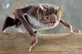 疫情下谈蝠色变，被误解的蝙蝠其实也需要保护图片