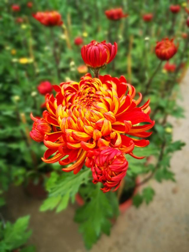 5种春节前后开花灿烂的盆栽花卉,附上养护技巧,让它们开花更久