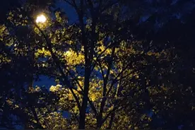 仲夏夜之梦图片