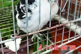 楼下电动车为啥不停报警？原来是八哥学舌惹的祸图片
