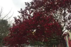花儿红得像一团燃烧的火，是那样的刺眼图片