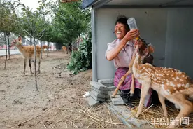 51岁的“鹿妈妈”图片
