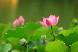 【FENG向】保护生物多样性 | 放归国家三级保护动物——“夜鹭”回家图片