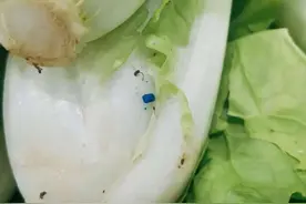 蔬菜上的蓝色颗粒是什么？你有可能搞错了！-农药图片