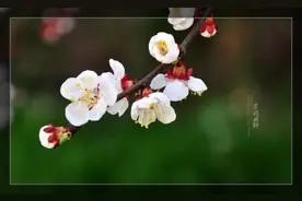 有关“杏花”的诗词集：满园春色关不住，一枝红杏出墙来图片