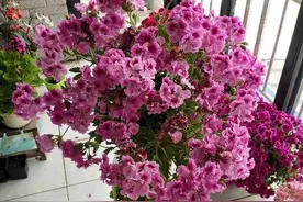 养好天竺葵，做好这“3点”，顺利长花苞，开花小半年图片