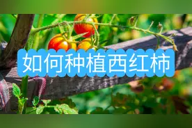 如何种植西红柿？图片