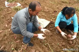 安徽农民种植红薯，采取套种模式，每亩巧妙增收1000多元图片