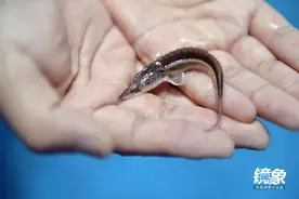 镜象：抢救“水中国宝”中华鲟图片