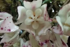 可食之花：野生球兰花图片