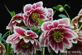被名字耽误的8种花，好养好看开花惊艳，你最喜欢哪种？图片
