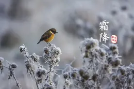 夜读 | 霜降：恍然暮秋至，静候冬日来图片
