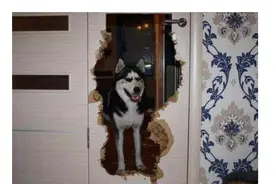 再有钱都不建议养这7种狗，实在太难养了图片