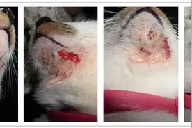 脑残党：猫黑下巴抠了不就好了嘛？结果弄得满脸是鲜血图片