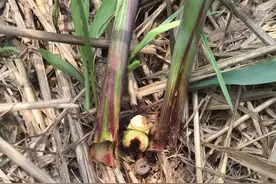 玉米二点委夜蛾来袭，三项措施预防虫害，两点建议高效杀虫！图片