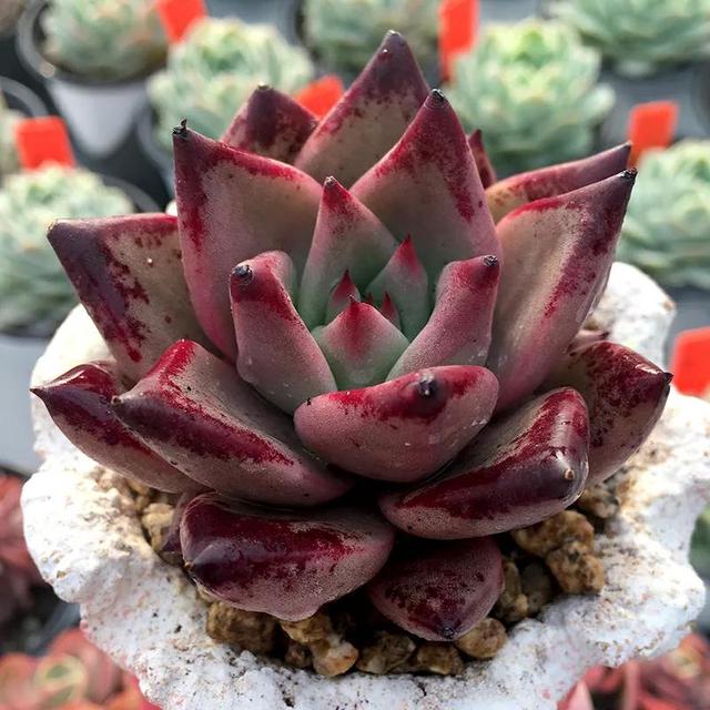 多肉植物 罗密欧(多肉植物罗密欧罗宾红奇士是一个品种吗)-措必培