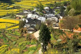 这3种野菜以前都不吃，现在能卖60多元一斤，只因它对人有好处图片