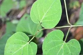 隔山消是一种什么样的植物？图片
