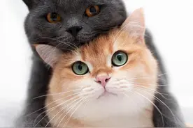 叠猫猫—ins:amy_simba图片