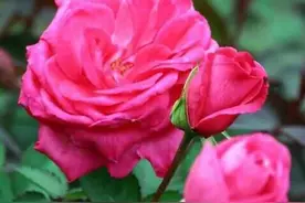 四季玫瑰欣赏图片