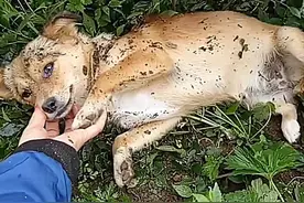 狗狗知道要死掉了，匆忙离家出走，找到它后，主人瞬间落泪了图片