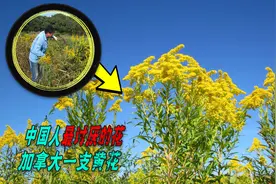 加拿大一枝黄花多难缠，为啥河南湖北都爆发！它是如何来我国的？图片