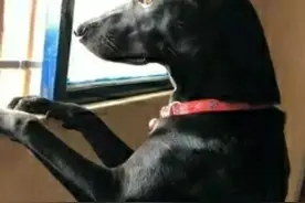 狗狗每次都能准时在门口欢迎主人，原来是有这几个“超能力”图片