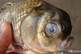 钓到这些病鱼要小心，能放则放最好别贪吃，看着也怪可怜图片