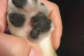 狗狗患上趾间炎有多可怕？原因和防治办法都在这，请主人记好图片