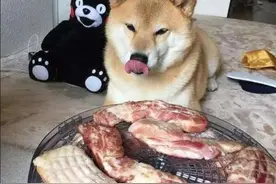 为什么狗狗闻到狗肉味，就会浑身颤抖躲到一旁？看完明白了图片