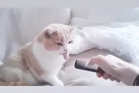 猫听到刮梳子的声音，真的会呕吐？猫：快把梳子拿走，服不住了！