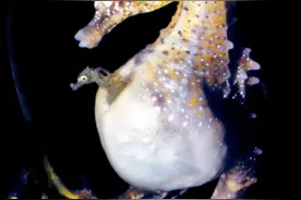 海马好爸爸未必靠谱，有时候也是渣男图片