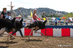 为了赛出奇葩之王，整间动物园都出动了图片