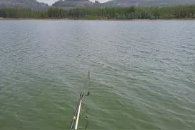 河南钓友大河钓起罕见巨鲫，重1斤半，已到生长极限？图片