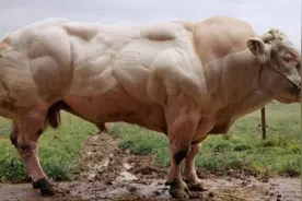 为了吃它的肉，人类干预自然繁育，比利时蓝牛越强壮也越受罪图片